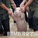 别他妈揪耳朵了表情包 无水印版