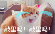 敲里吗是什么意思 敲里吗表情包分享